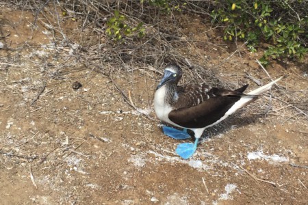 BOOBIES, BOOBIES, BOOBIES!! Blue footed ones!