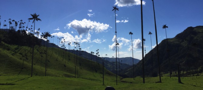 I give you the world’s tallest palm trees!